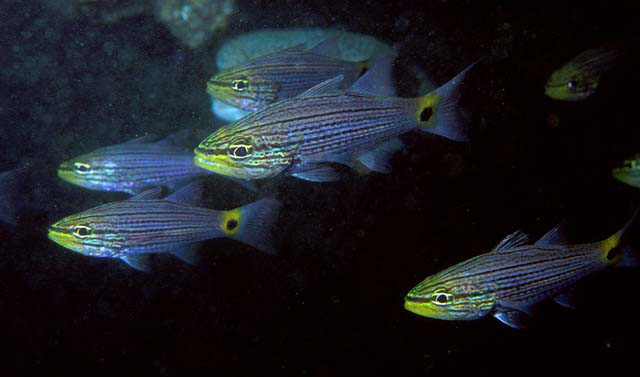 Cheilodipterus persicus (Pesce cardinale persiano)